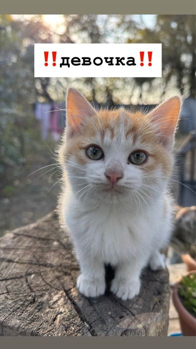 котята в добрые руки
