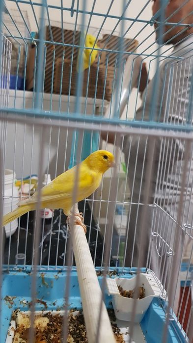 Хар хил турдаги канарейкалар