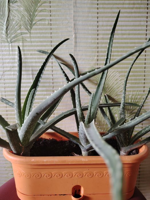 Комнатные цветы для дома