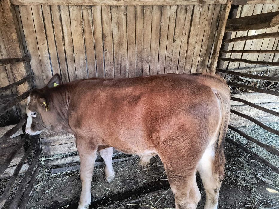 Vând vaca baltata cu vițel