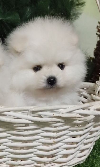 Чистокровные шпицепомерашки