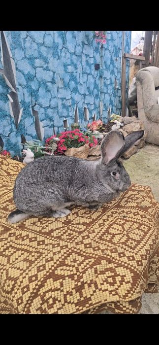 Vând Femela Uriaș German Chinchilla