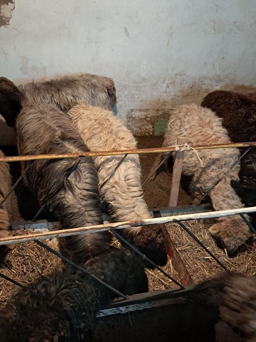 Буаз ,қозылы қойлар сатылады