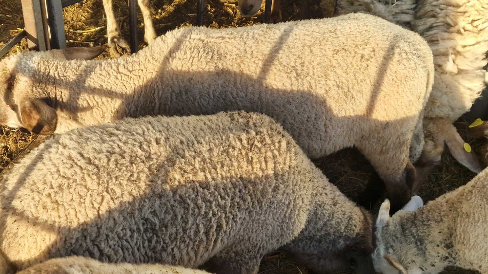 Miei și oi de vânzare. Animale sănătoase, crescute natural.