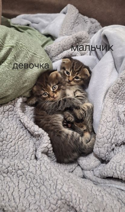 отдам в добрые руки  котят скоттиш-фолд