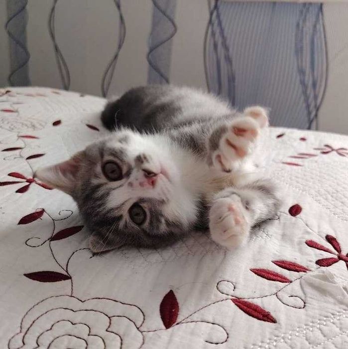Отдадим котят в хорошие руки. Бесплатно!