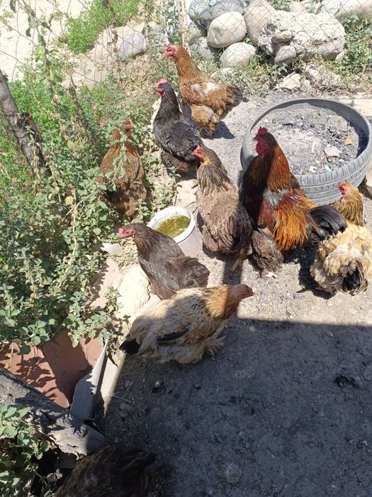 Продам домашних курей