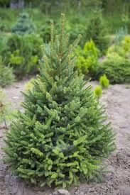 Ели, яблони, сливы, березы.