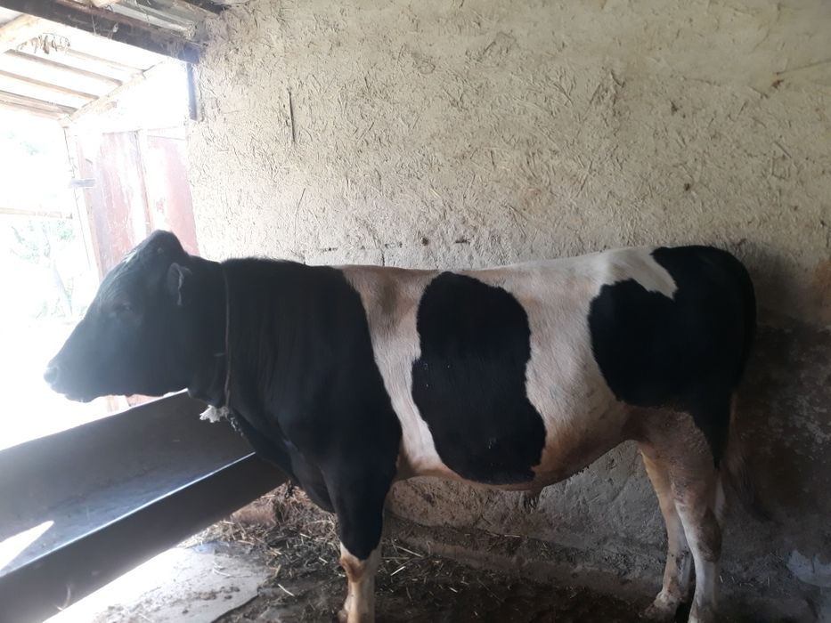 Gallan hòkizlar sotiladi