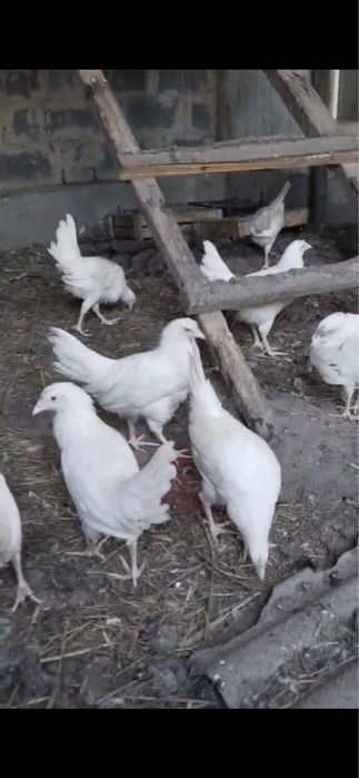 Продам кур и цыплят несушки