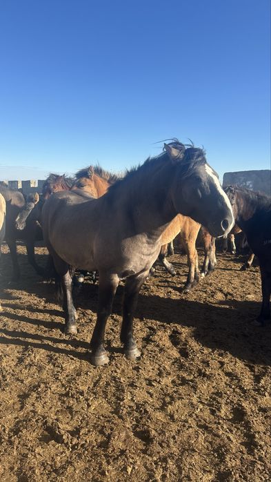 Жеребец 5 лет Жеребец 9 лет