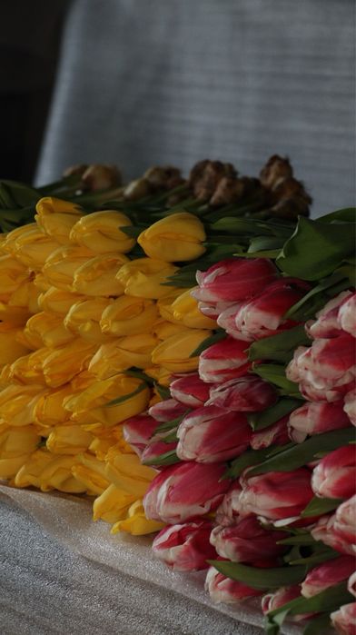 Голландиялық люкс тюльпандар