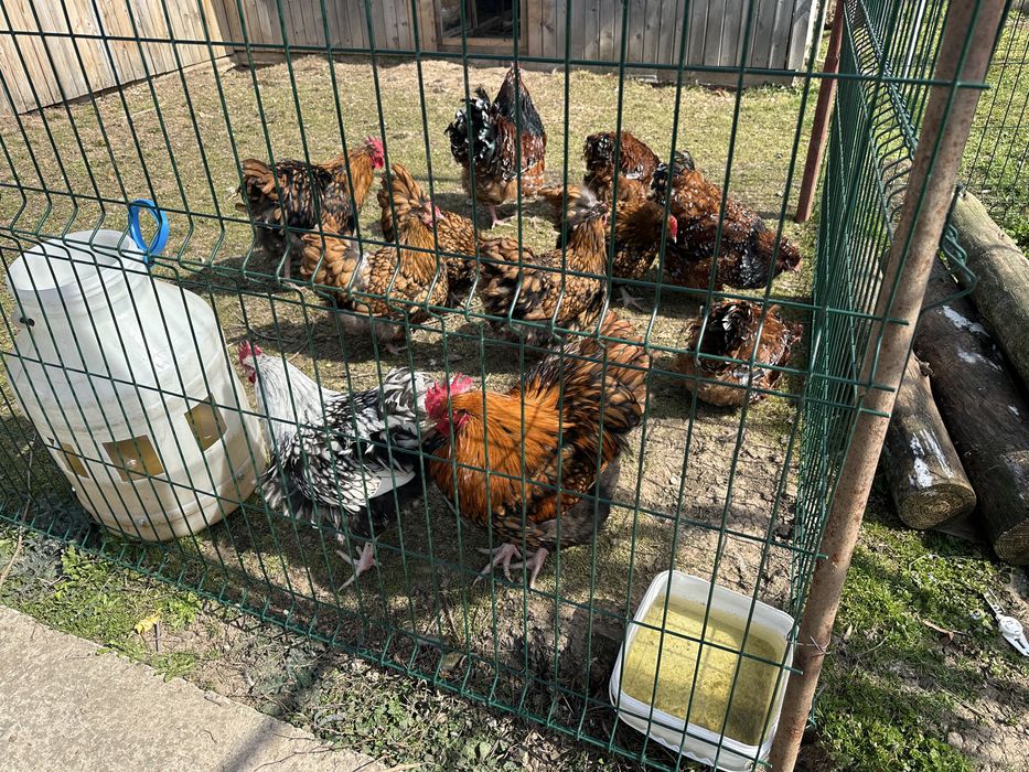 Свободни петли Орпинктон