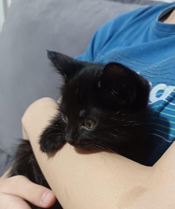 Котёнок 2 месяцев