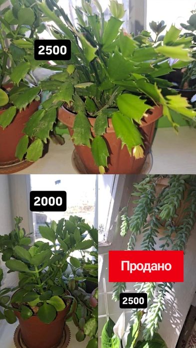 Домашние цветы комнатные