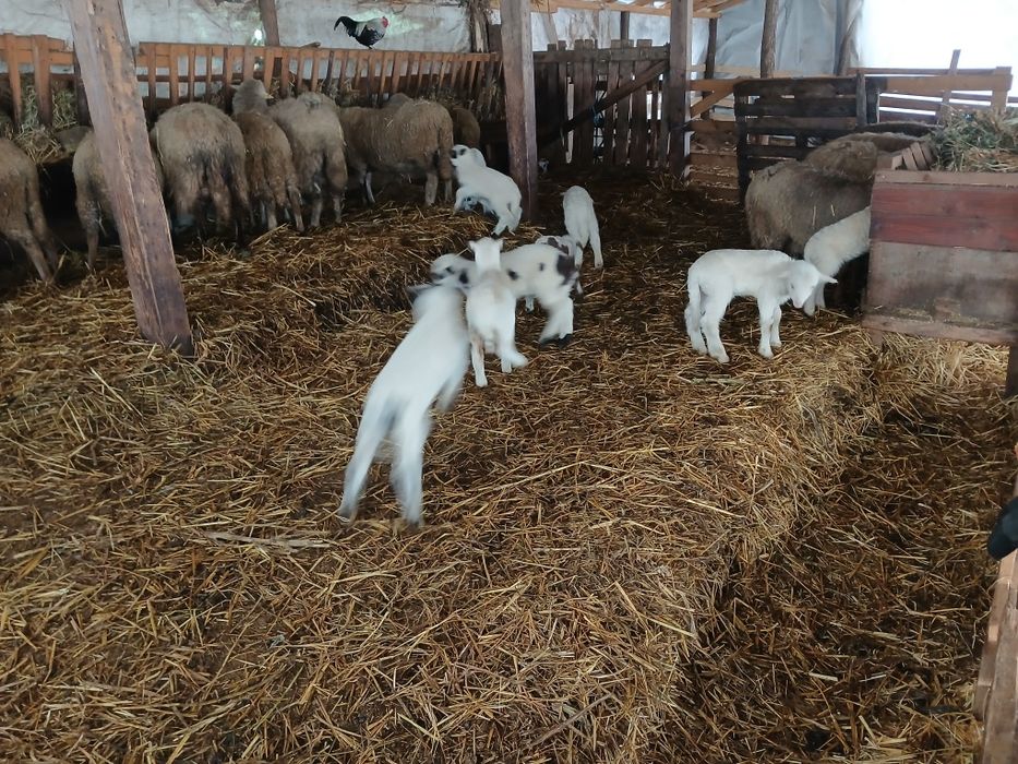 Vand oi fatate,4 sunt cu 2 miei si restu câte 1 .