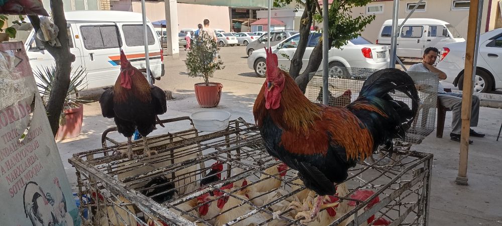 Horoz tovuq parrandalar