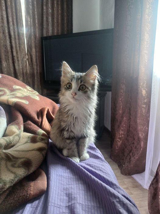 Котёнок в любящие руки