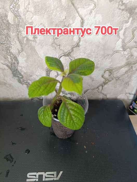 Комнатные растения