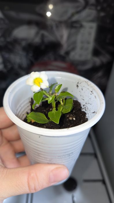 Комнатные цветы  экзакум