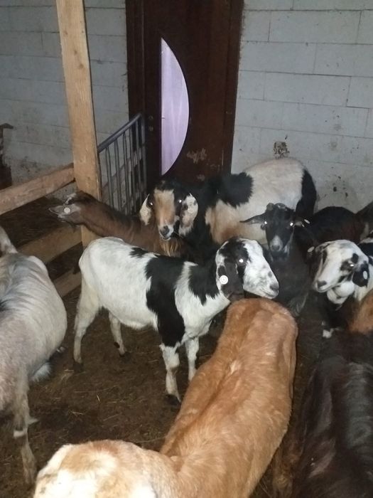 Vând lapte de capră și idute de Anglonubian