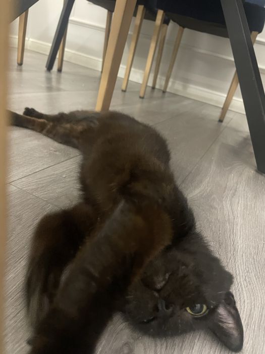 Кошка в хороший руки