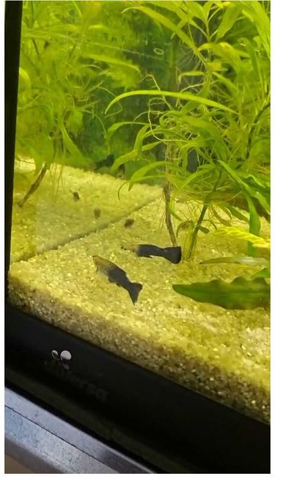 Guppy Tuxedo Black -  Guppy Mixt - Carasi Oranda