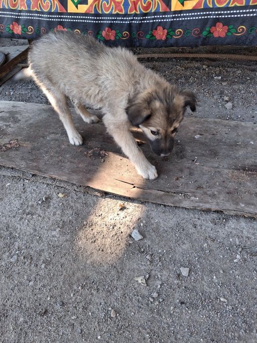 Щенка в добрые руки