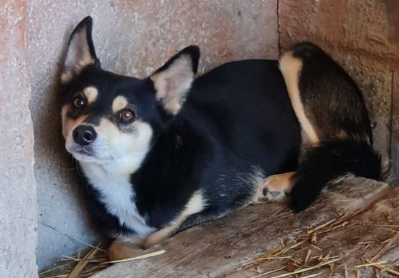 Отличный охранник ЛАВРИК!