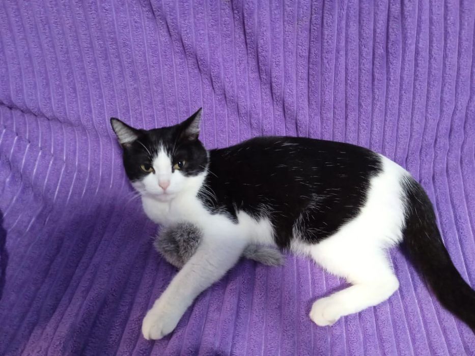 Отдам в добрые руки кота!