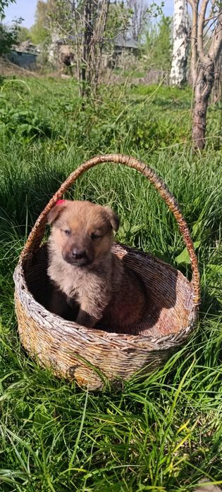 Немецкая овчарка щенки