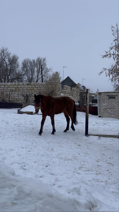 Кунан шыгар,Актобеде тур