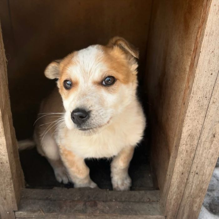 Щенок ищет теплый дом!!