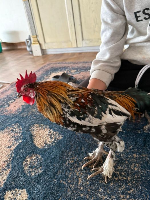 Карликовый петух