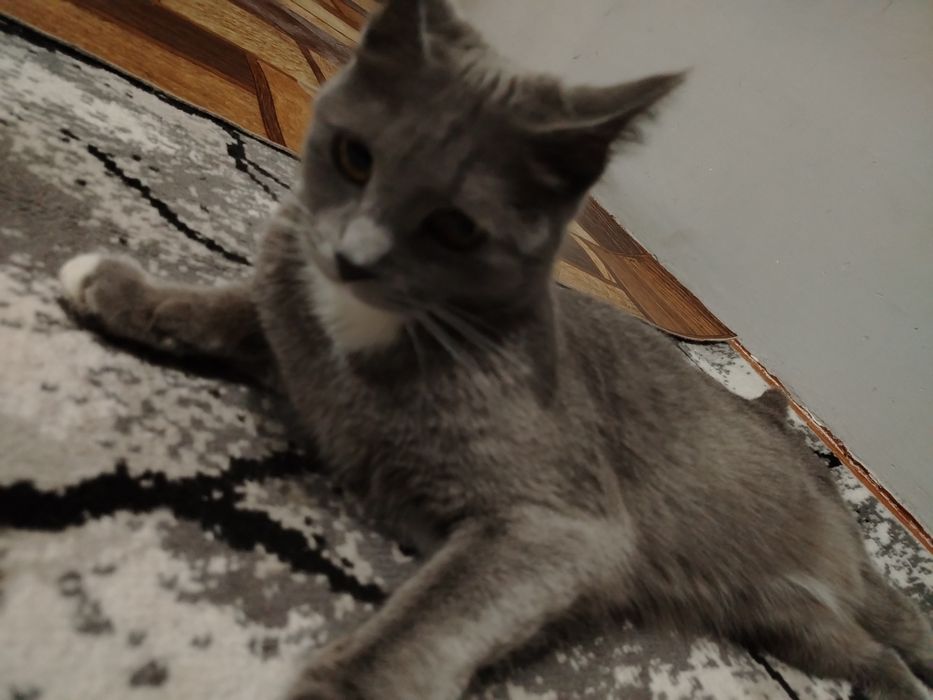 Mushuk zotli BRITISH shirt hair