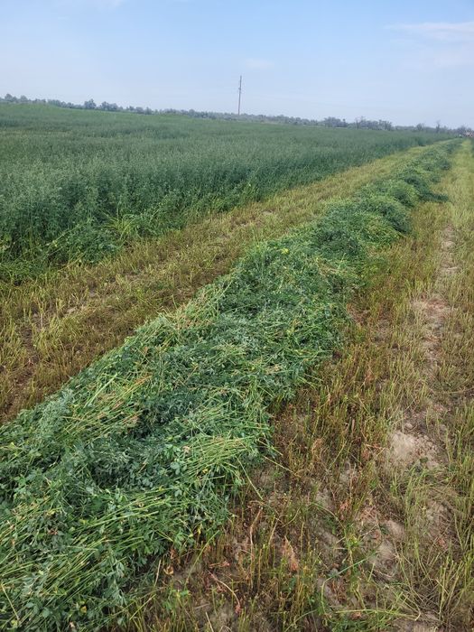 Продам люцерну в тюках