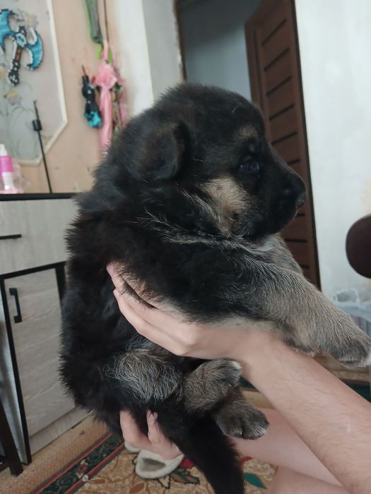 Немецкие Авчарки