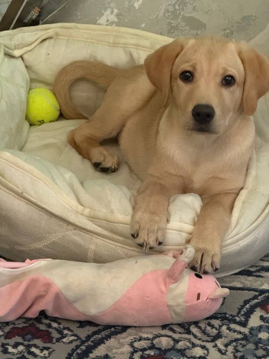 Лучший щенок лабрадора