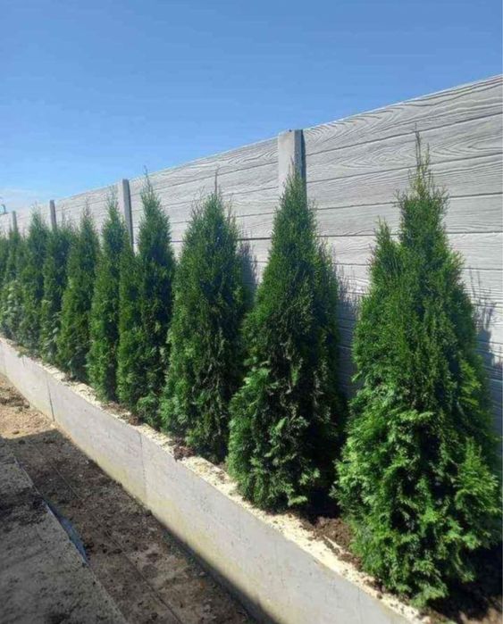 Plante ornamentale naturale