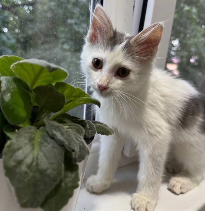 Котенок ищет дом