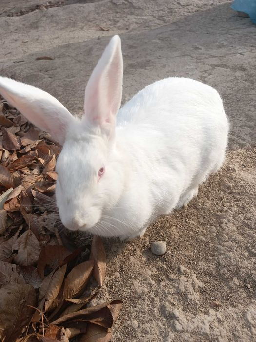 Кролик 10 месяцев