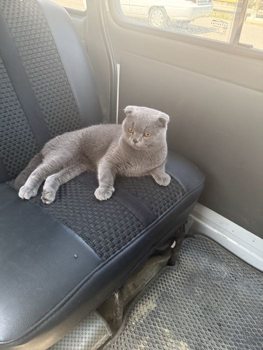 Mushuk Scottish Fold 7 oylik