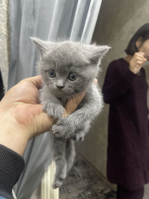 Продам кошки чийтий пароди без мами тока катонки 2 штуки есть