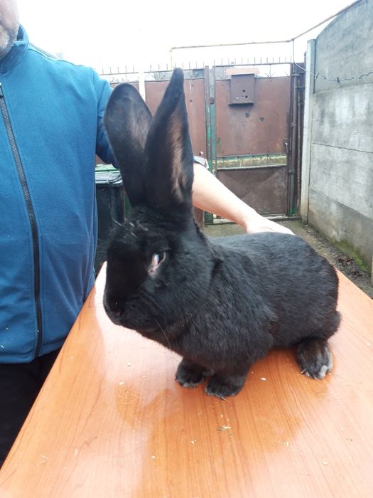 Vand iepuri pentru mai multe detalii sunați la nr tel de