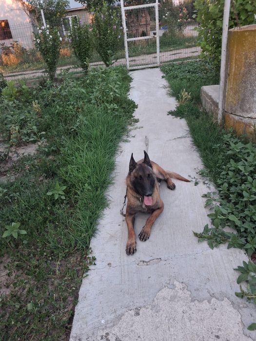 Mascul de malinois !