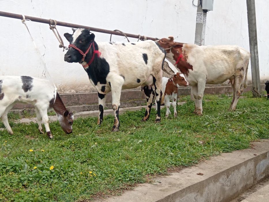 Ona bola bolasi smintal