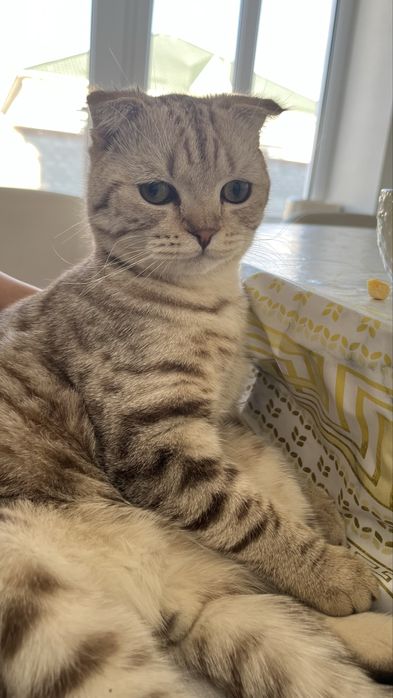 Вязка Шотландский Кот