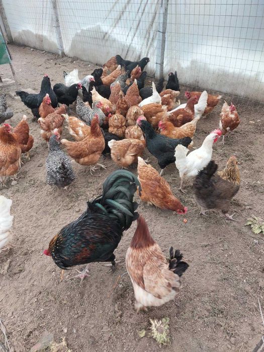 Продавам оплодени яйца за инкубация