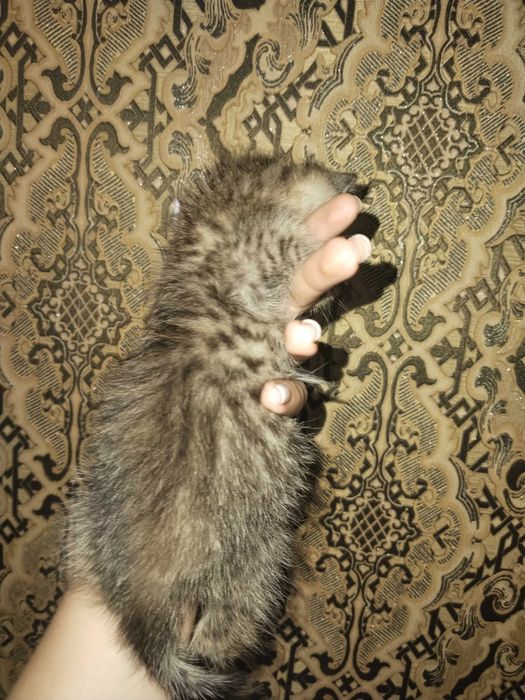 Отдам котят в добрые руки