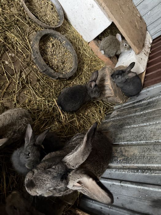 Iepurasi disponibili